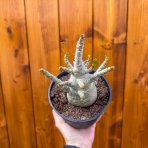 Adenium (Adenium obesum) ‘ANSU BAOBAB’ - výška 10-20 cm, kont. C1L